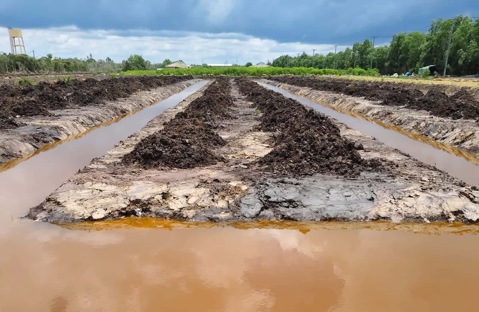 Khu đối chứng với líp thấp và cỏ mọc tự nhiên giữa các mô trồng